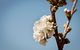 Young Cherry Blossom Long Lazy Lunch - thumb 1