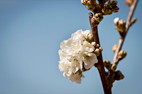 Young Cherry Blossom Long Lazy Lunch - QLD Tourism 1