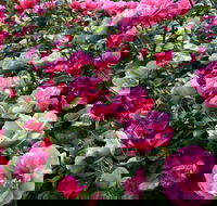 2020 Woolmers Estate Festival of Roses - Queensland Tourism