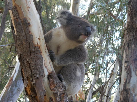 Annual Koala Count - QLD Tourism 0