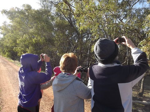 Annual Koala Count - QLD Tourism 1
