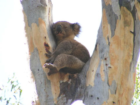 Annual Koala Count - QLD Tourism 2