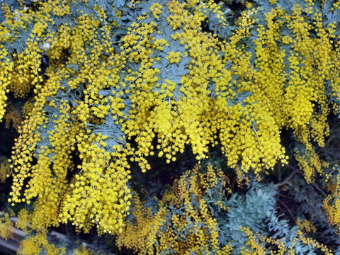 Australian Wattle Day @ The Old Bus Depot Markets - QLD Tourism 0