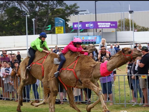 Camel Races At Gosford Showgrounds - Queensland Tourism 0