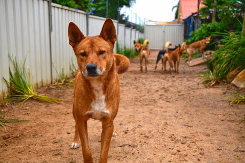 Dingo Den Discovery Experience - Queensland Tourism 2