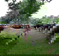 Dorrigo Agricultural Show - QLD Tourism