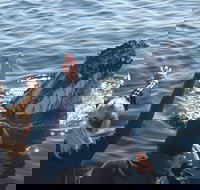 Eden Whale Festival - QLD Tourism