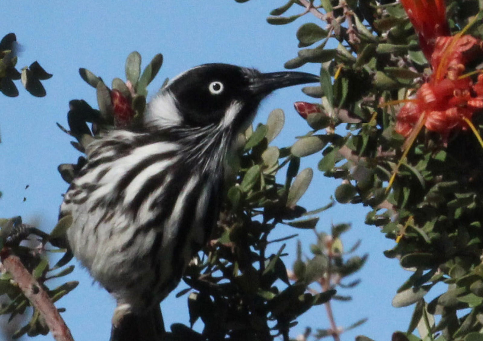 Monjingup WA QLD Tourism