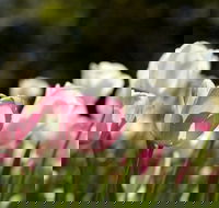 Floriade Reimagined - QLD Tourism