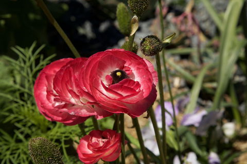 Garden Expo Benalla - QLD Tourism 0