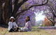 Grafton Jacaranda Festival - thumb 1