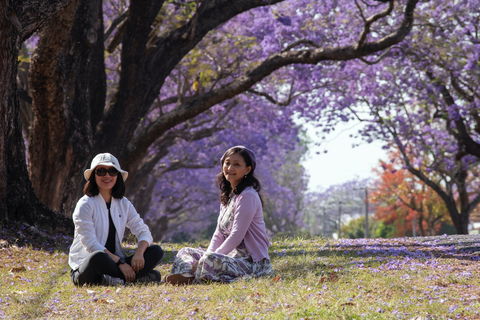 Grafton Jacaranda Festival - Queensland Tourism 1