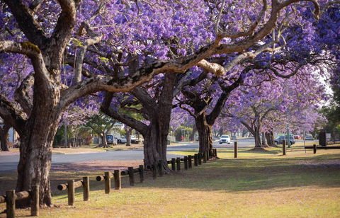 Grafton Jacaranda Festival - Queensland Tourism 2