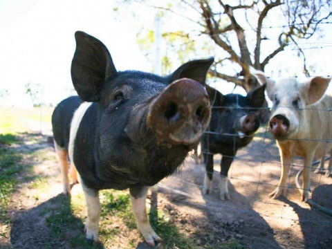 Mudgee Farm Walks - QLD Tourism 0