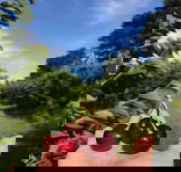 National Cherry Festival - QLD Tourism