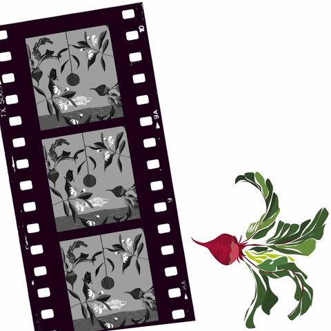 Oseanica Film Project - QLD Tourism 0