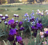 Riverina Iris Farm Open Garden and Iris Display - QLD Tourism