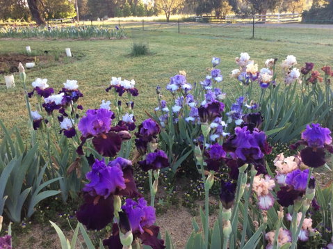 Riverina Iris Farm Open Garden And Iris Display - QLD Tourism 0