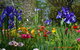 Riverina Iris Farm Open Garden And Iris Display - thumb 1