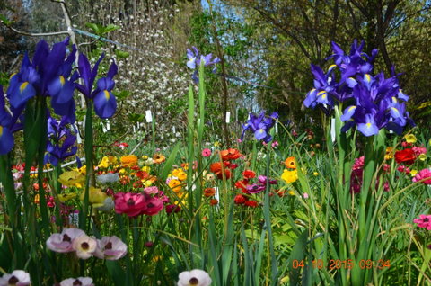 Riverina Iris Farm Open Garden And Iris Display - QLD Tourism 1