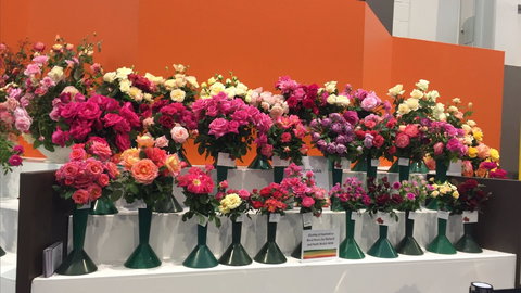 Roses By The Seaside: National Rose Championships And Conference - Queensland Tourism 1