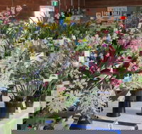 Sapphire Coast Orchid Club Spring Orchid Show - QLD Tourism