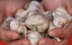 Armidale Farmers' Market - thumb 0
