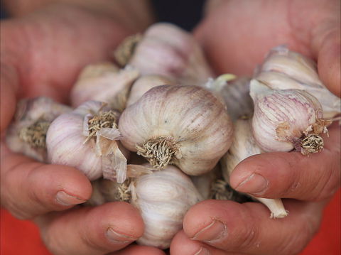 Armidale Farmers' Market - QLD Tourism 0