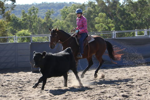 Australian Campdraft Association National Finals Campdraft 2021 - QLD Tourism 1