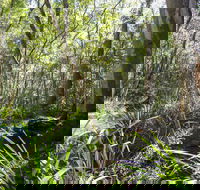 Bottlebutt Bash Trail Run - QLD Tourism