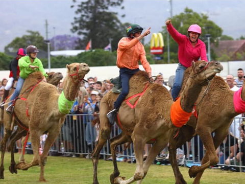Camel Races At Penrith Paceway - QLD Tourism 0
