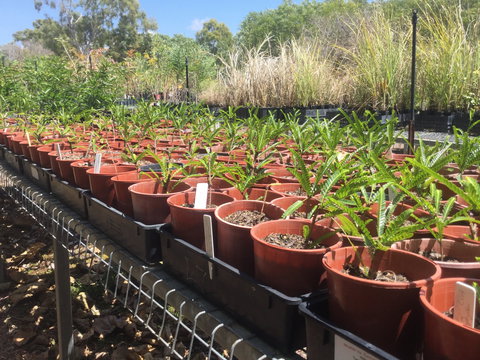 Conservation Volunteers Australia Townsville - Ocean View Nursery - QLD Tourism 2
