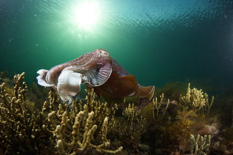 Cuttlefish Diving & Snorkeling EVERYDAY May -August - Queensland Tourism 0