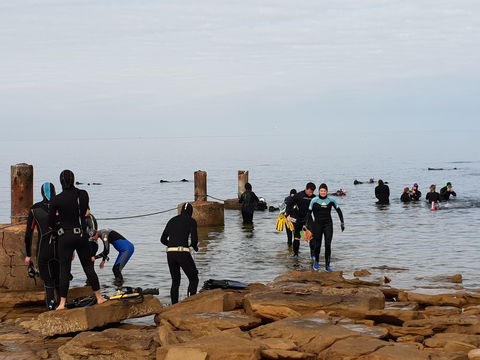 Cuttlefish Diving & Snorkeling EVERYDAY May -August - Queensland Tourism 1