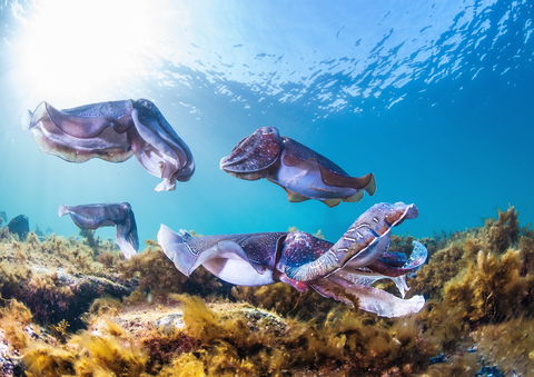 Cuttlefish Diving & Snorkeling EVERYDAY May -August - Queensland Tourism 2