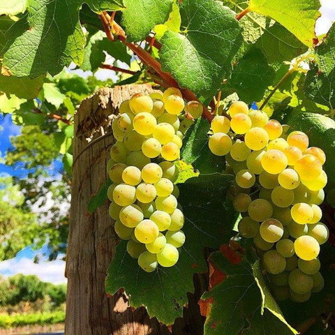 GetawaysSA Bringing Barossa To Your Door - Queensland Tourism 0