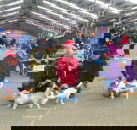 Hamilton Jack Russell Terrier and Hunting Dog Show - QLD Tourism