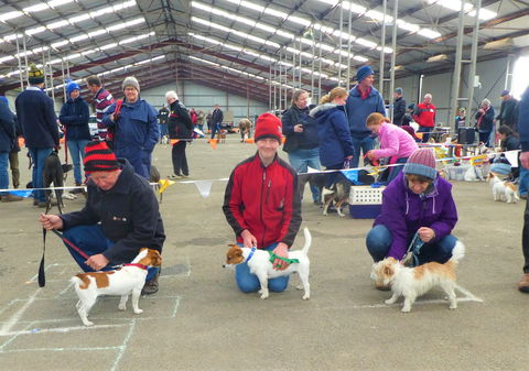 Hamilton Jack Russell Terrier And Hunting Dog Show - QLD Tourism 0