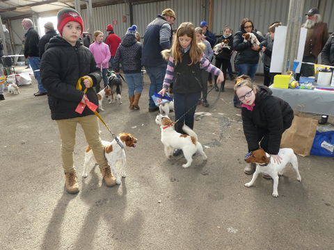 Hamilton Jack Russell Terrier And Hunting Dog Show - QLD Tourism 1