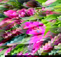 Harvest Launceston Community Farmers' Market - QLD Tourism