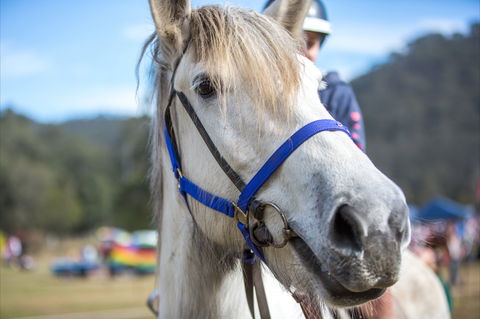 Horses Birthday Festival - Queensland Tourism 1