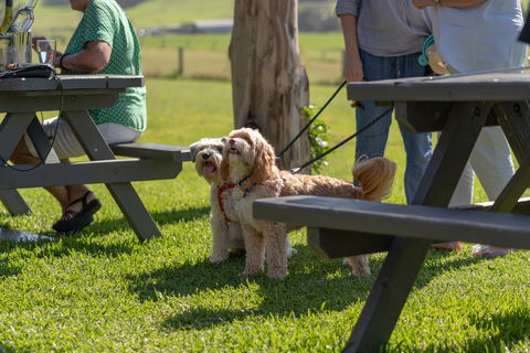 Live Music Sundays At Mountain Ridge Wines - Queensland Tourism 1