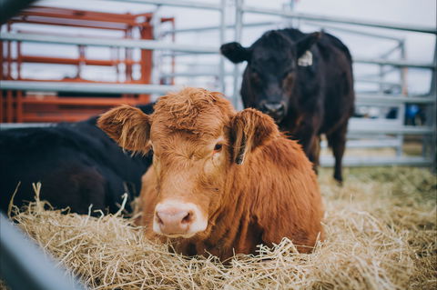 Mudgee Small Farm Field Days - QLD Tourism 2