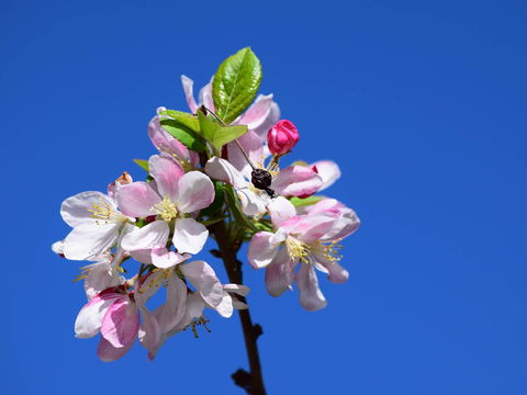 Spring Time At Hunter Valley Gardens - Queensland Tourism 0
