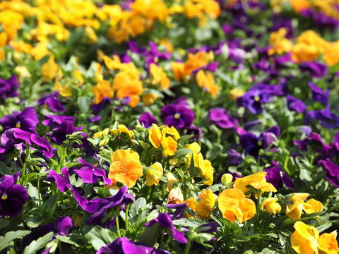 Spring Time At Hunter Valley Gardens - Queensland Tourism 2