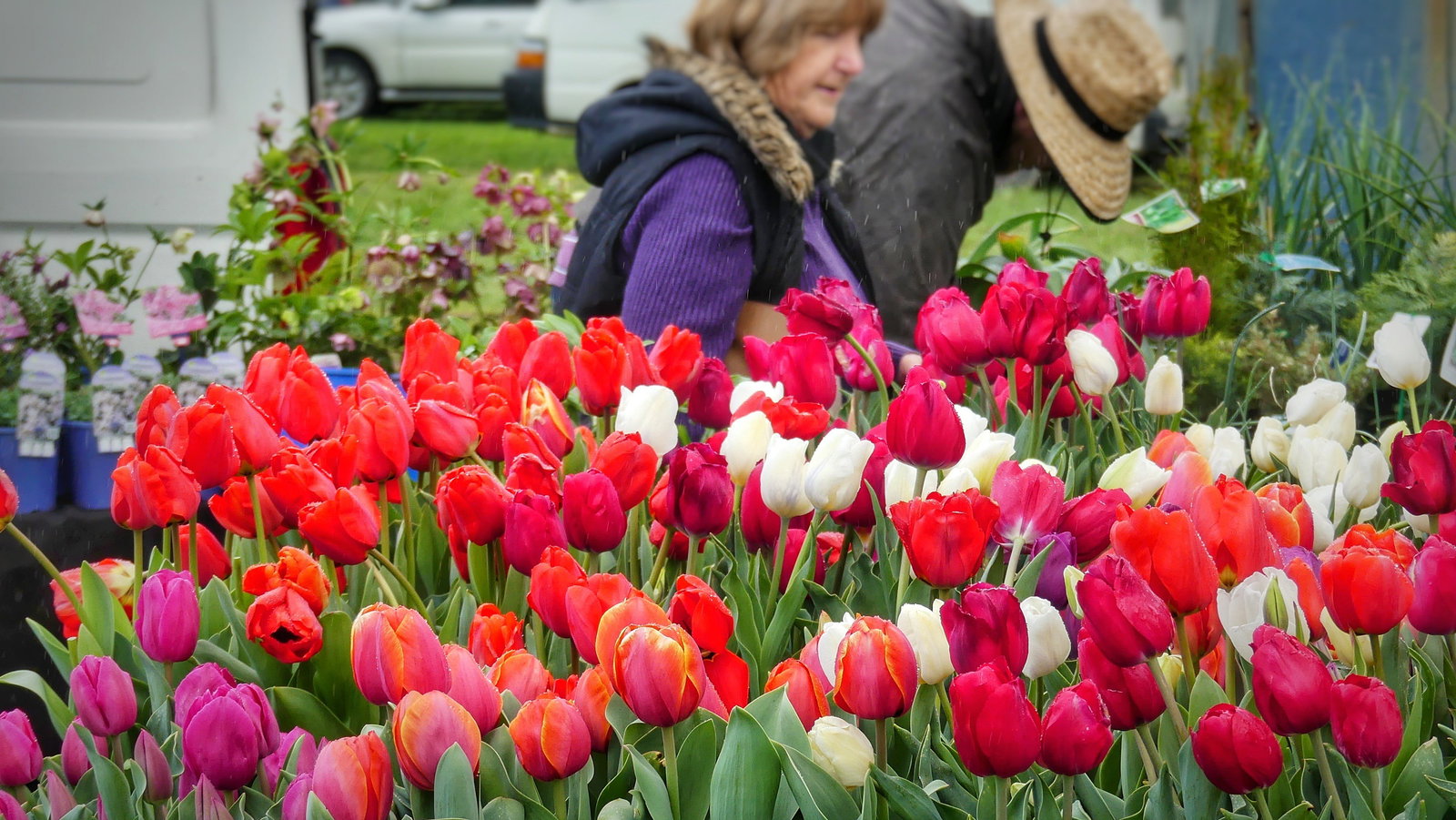 Mount Pleasant SA QLD Tourism