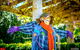 Tamborine Mountain Scarecrow Festival - thumb 1