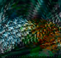 Yeppoon Community Market - QLD Tourism