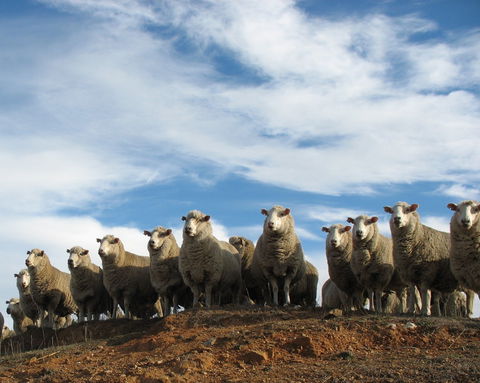 Annual Bredbo Sheep Dog Trials - QLD Tourism 0