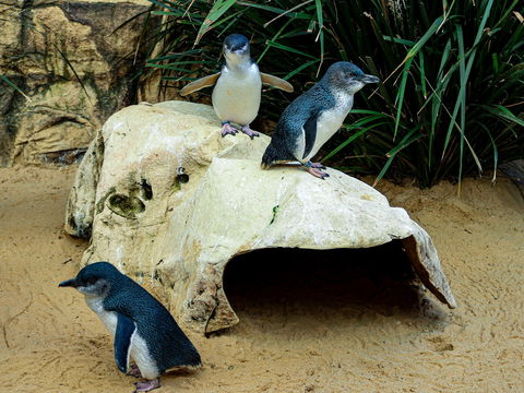 Sydney's Aquarium - QLD Tourism 2